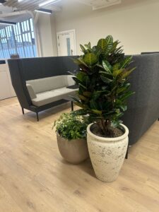 best-areas-indoor-plants-business-landscape-london