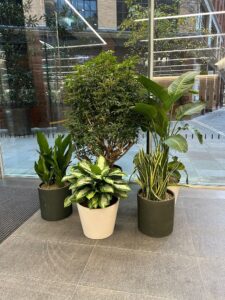 perfect-areas-indoor-plants-business-venue-landscape-london