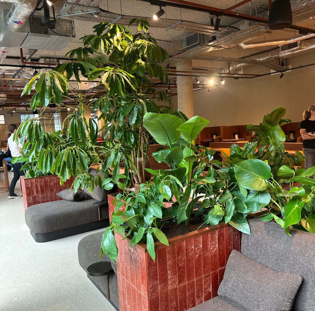 Large green plants in red planters within a modern office or lounge area with grey sofas.