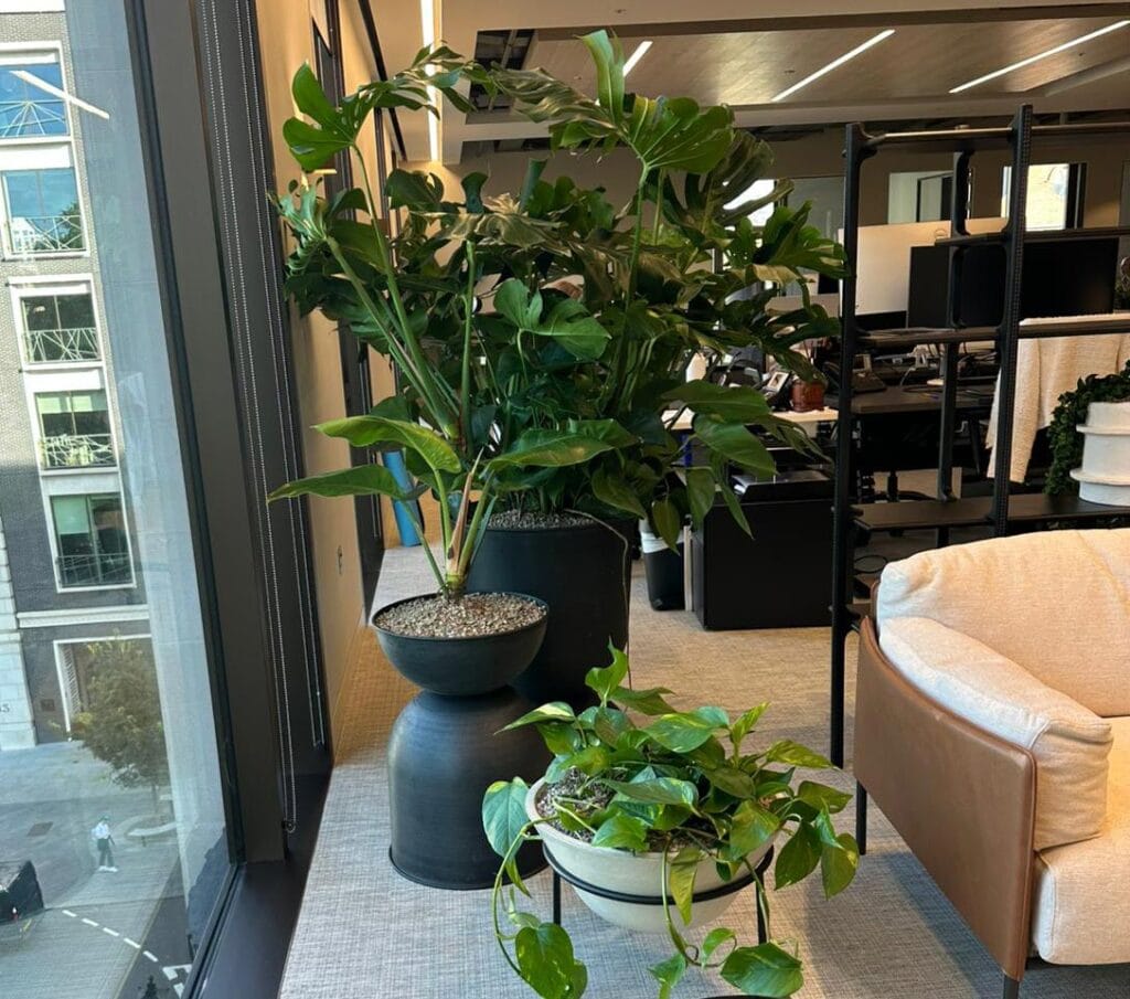 Various green plants in black and white planters next to a large office window overlooking a city street, with an armchair visible.